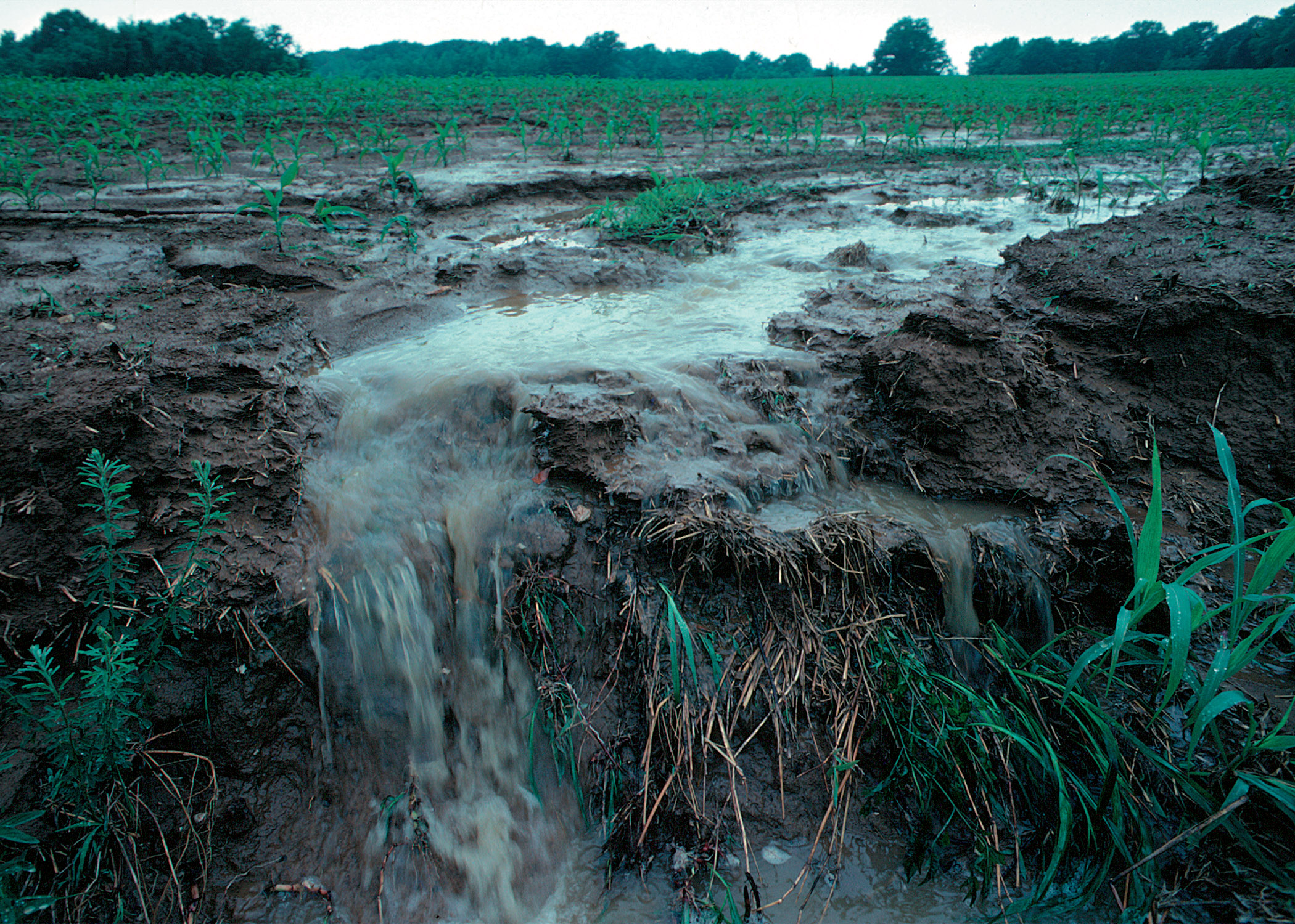 fertilizer pollution