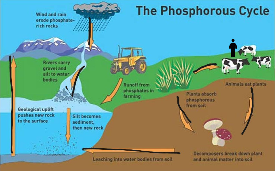 Phosphorus Cycle